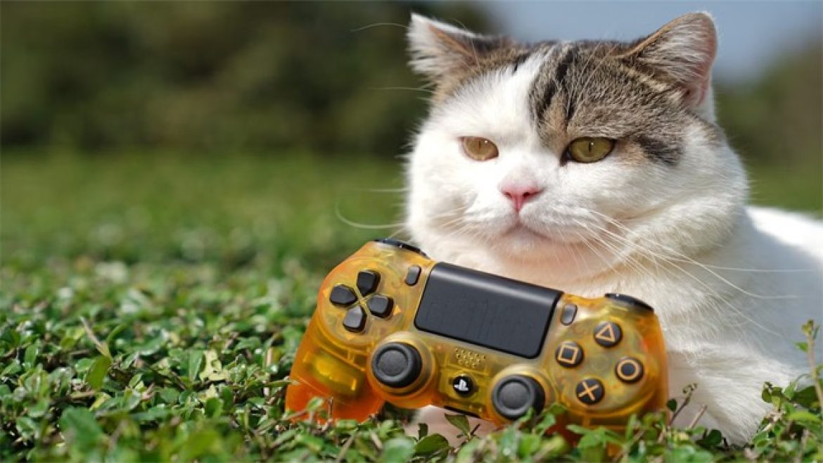 Cat-Controller-Unspash-Adart