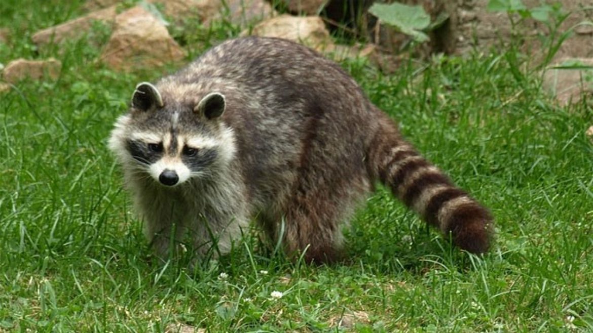 Racoon-AdArt-Pixiebay-Okay