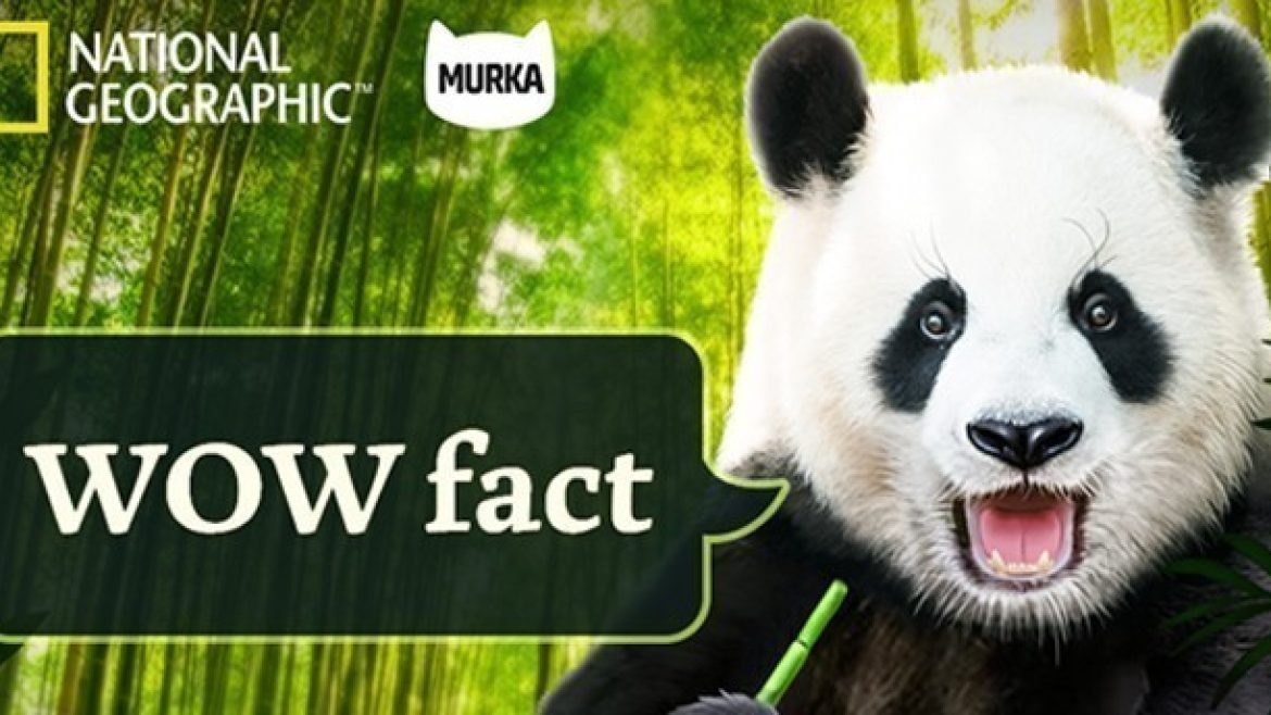 WoW-Fact-Murka