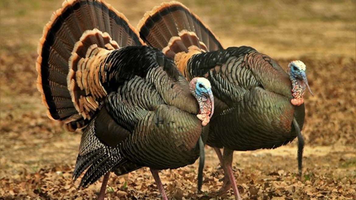 two-tom-turkey-in-fall
