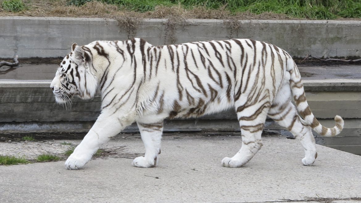 white_tiger